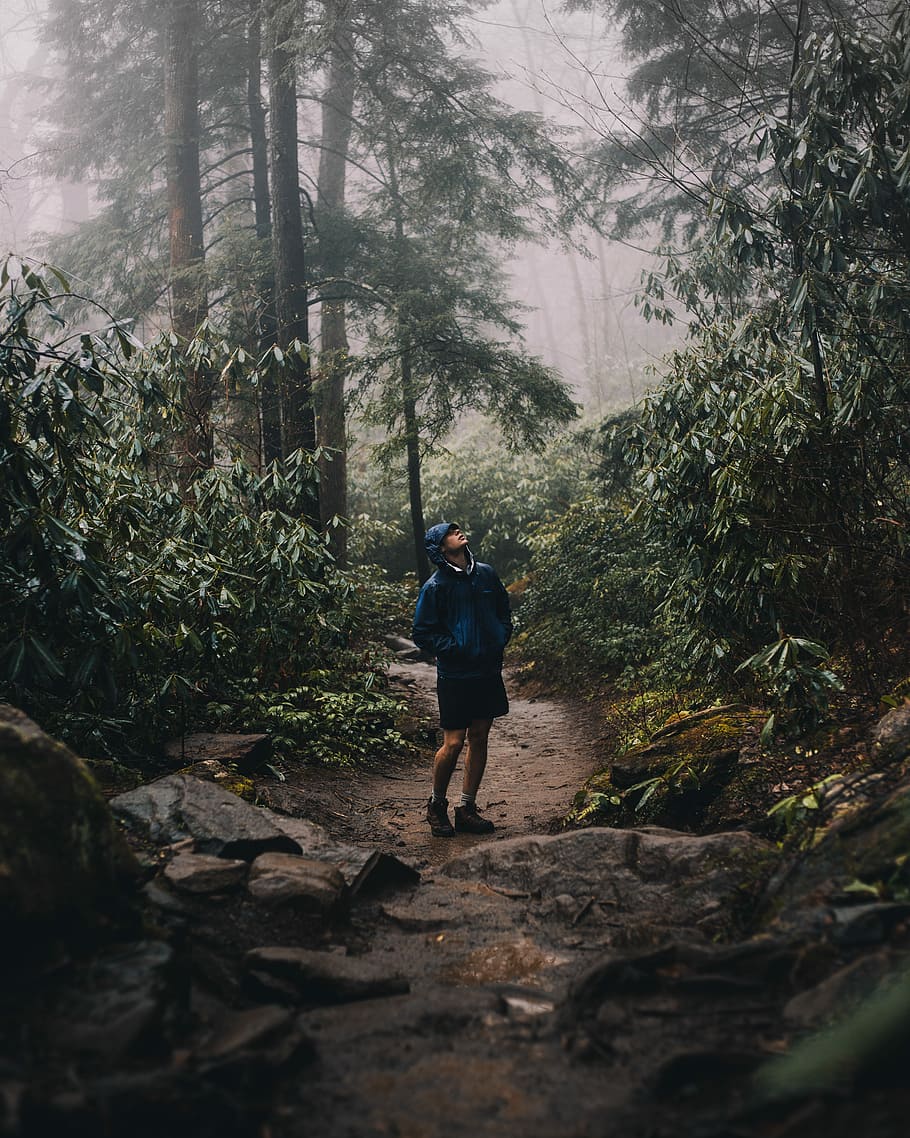 person looking up in forest, man standing in woods, hike, hiking
