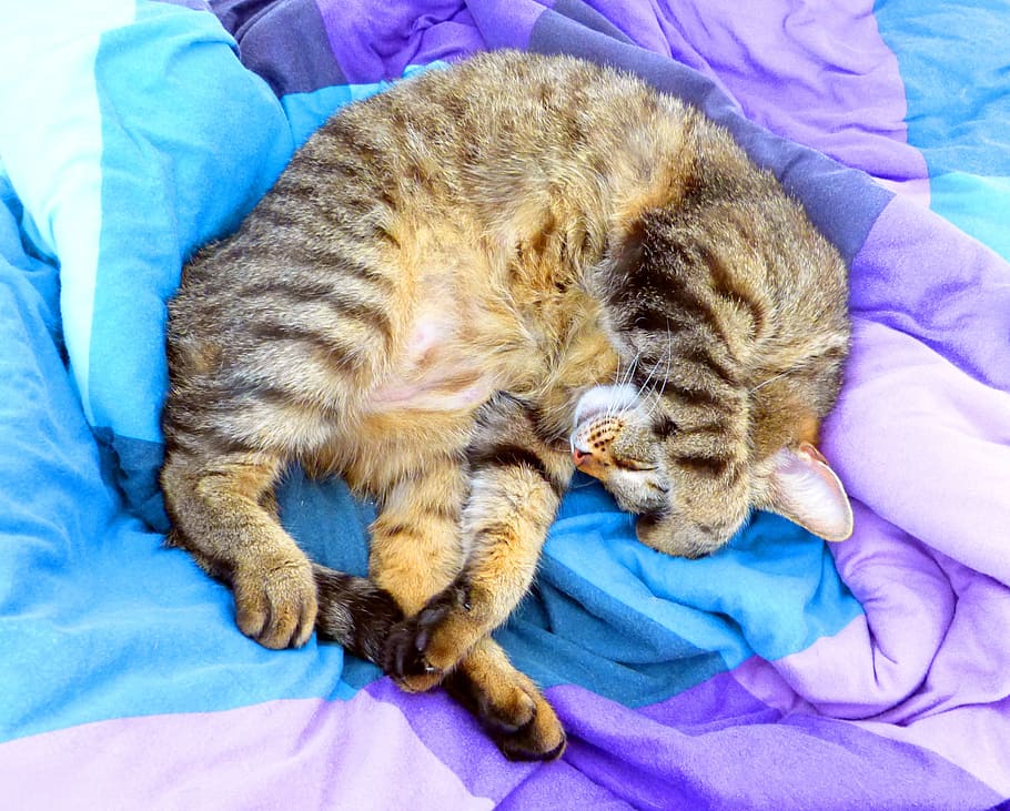 silver tabby cat lying on purple and teal textile, bed, relaxed HD wallpaper