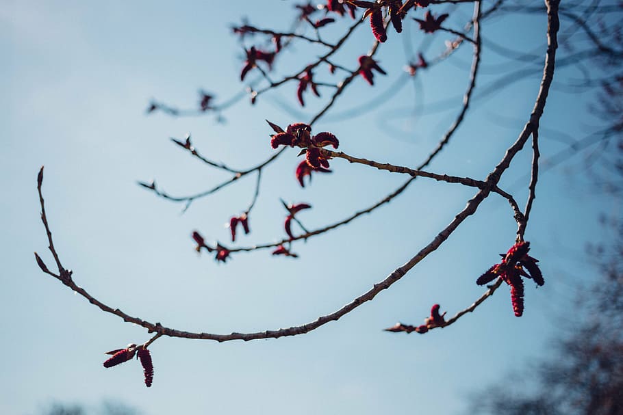 selective focus photo of branc, tree, branch, plant, nature HD wallpaper