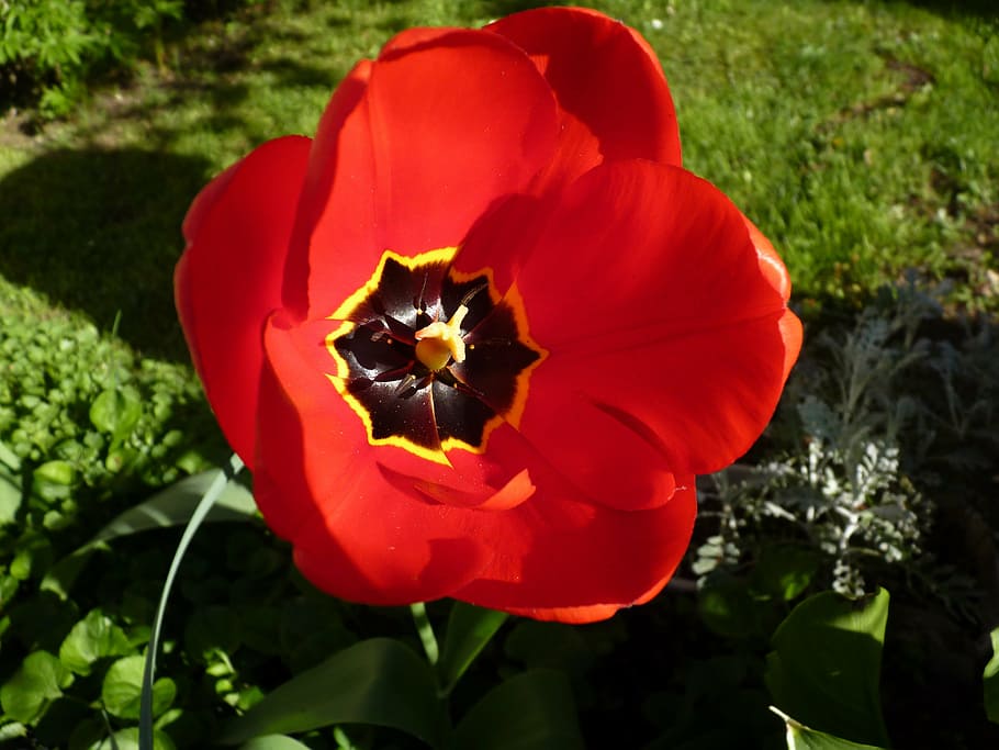 flower, red, close up, flowering plant, petal, freshness, beauty in nature HD wallpaper