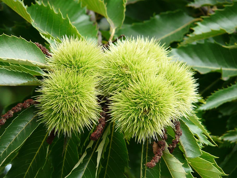 chestnut, castanea sativa, tree, fruit, edible, plant, prickly HD wallpaper