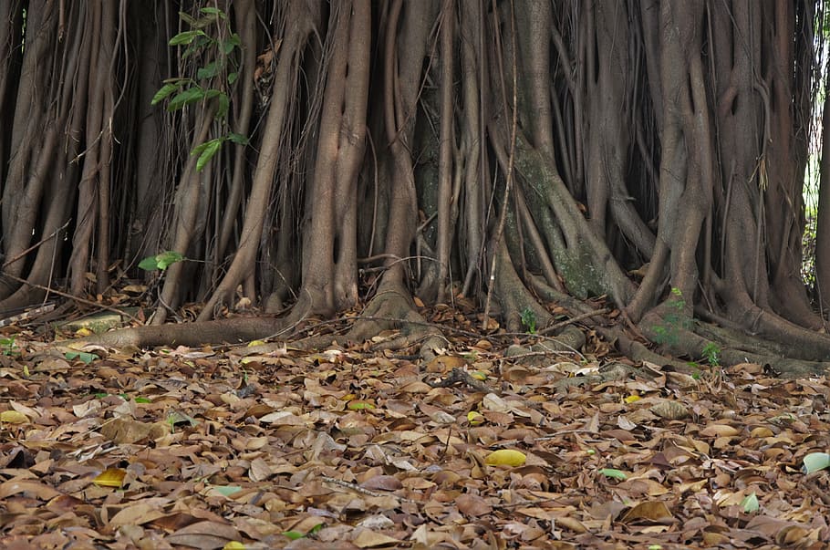 Leaves, Trunk, Tree, Nature, Twigs, autumn, forest, tree trunk HD wallpaper