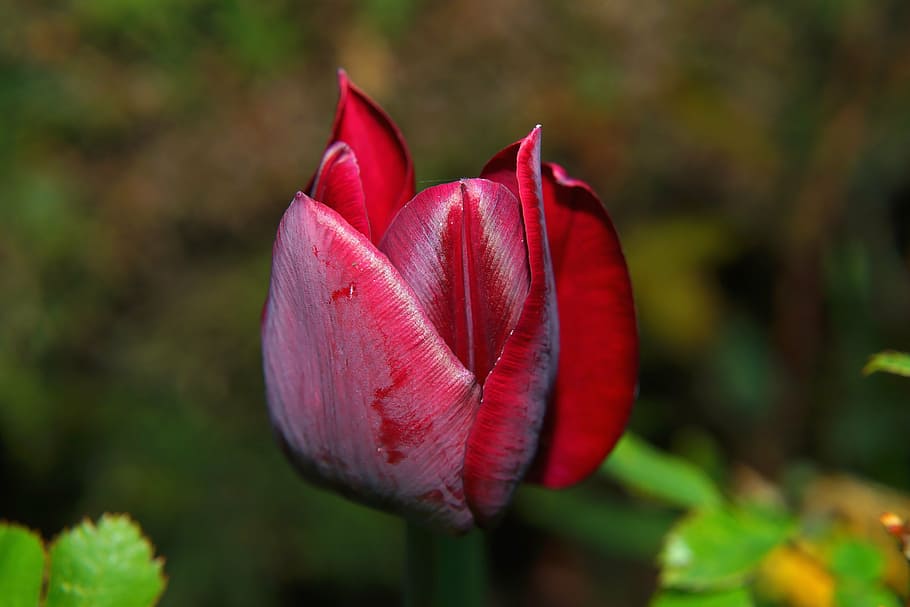 tulip, blossom, bloom, red, closed, garden, ornament, spring HD wallpaper