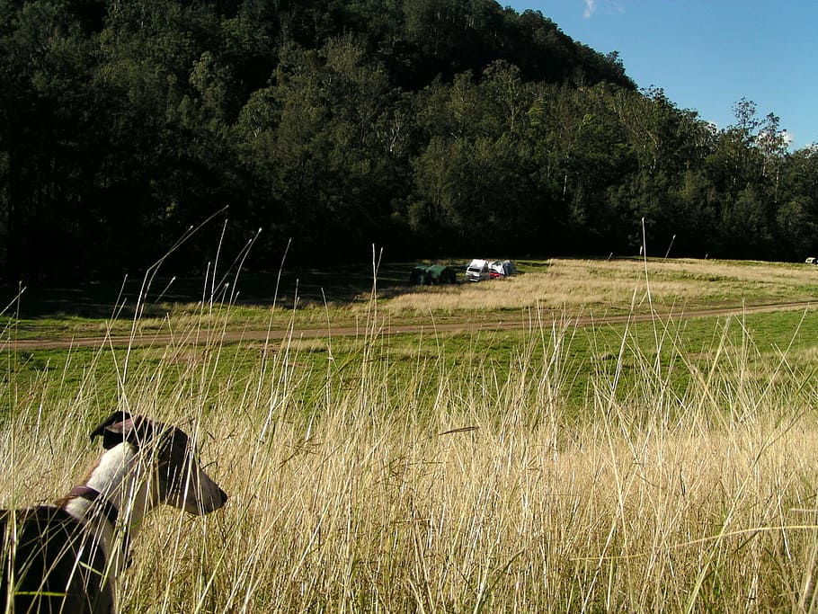 nature, dog, camping, grass, outdoor, canine, plant, tree, growth HD wallpaper