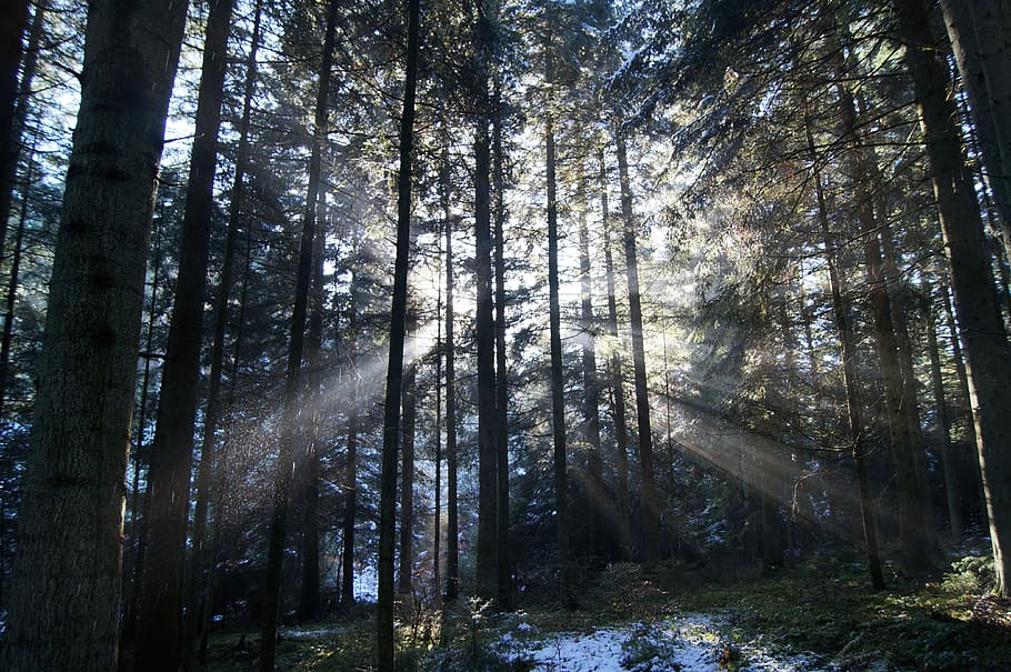winter, sun shine, snow, rays, first snow, cold, wintry, hoarfrost HD wallpaper
