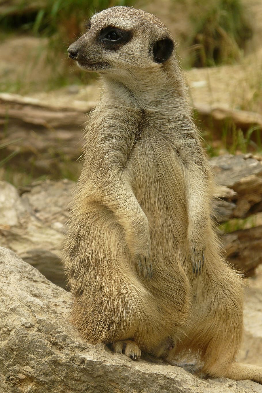 meerkat, animal, nature, guard, zoo, watch, wildlife photography, HD wallpaper