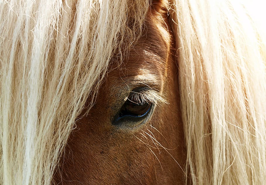 brown horse in close-up photography, eye, horse head, horse eye, HD wallpaper