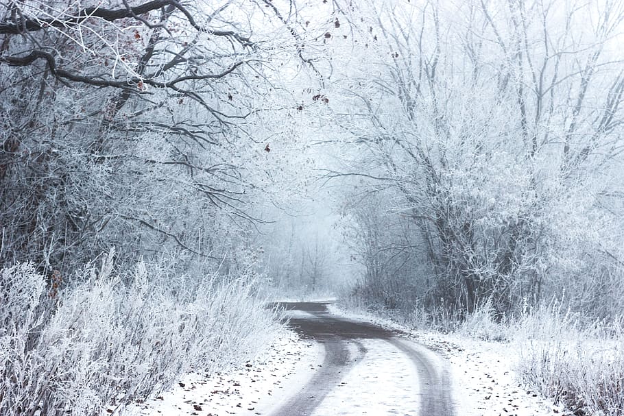 road in the middle of bare tree with snow during daytime, winter HD wallpaper