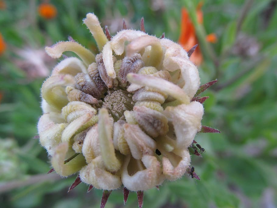 seed, plant, flower, close-up, flowering plant, vulnerability HD wallpaper