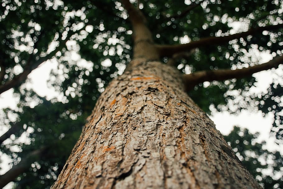 brown bare tree, bark, trunk, sky, up, nature, bokeh, foliage HD wallpaper
