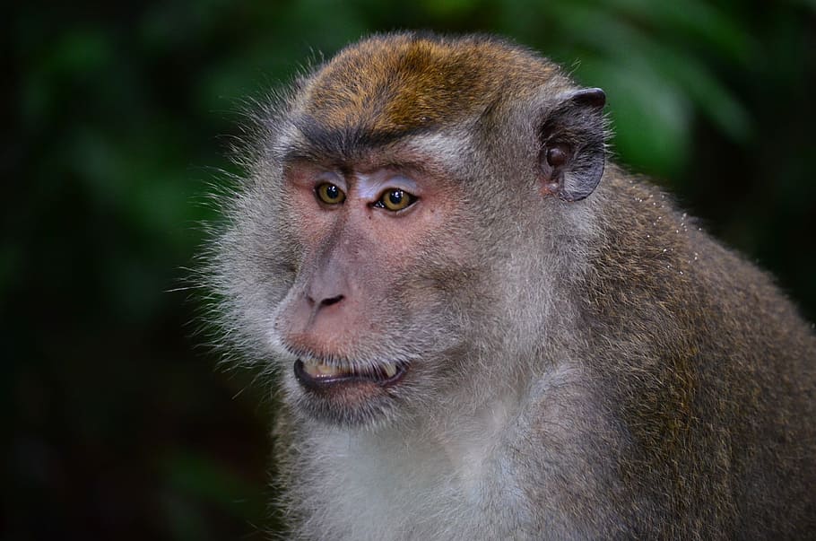 Macaque, Monkey, Borneo, makake, old world monkey, sabah, ape HD wallpaper