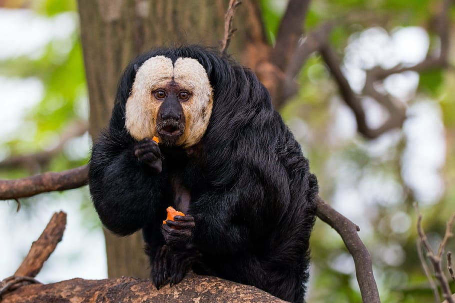 face white saki, monkey, primate, pithecia, mammal, one animal HD wallpaper