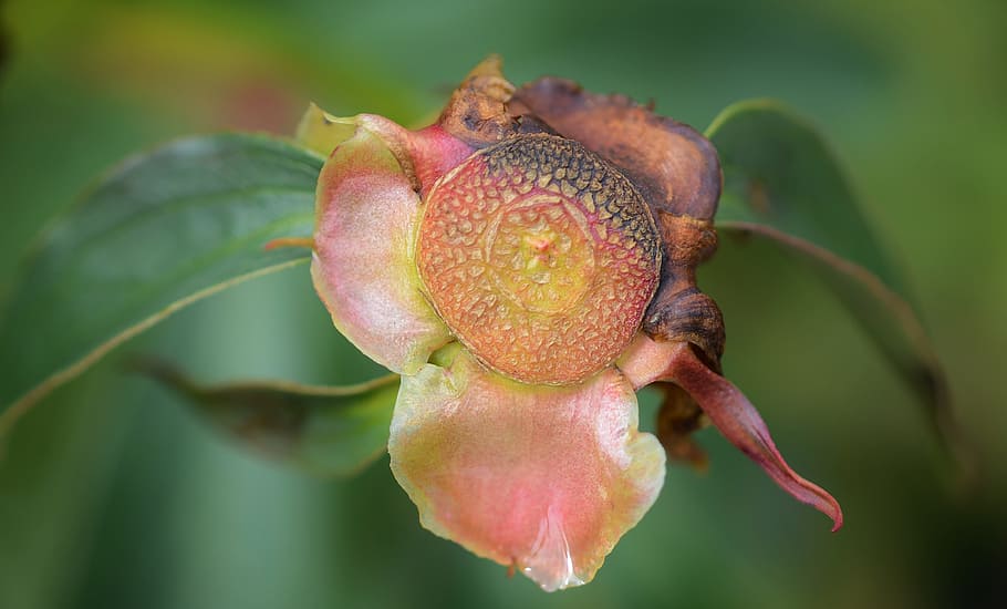 flower, pollen, nature, summer, green, natural, blossom, petal HD wallpaper
