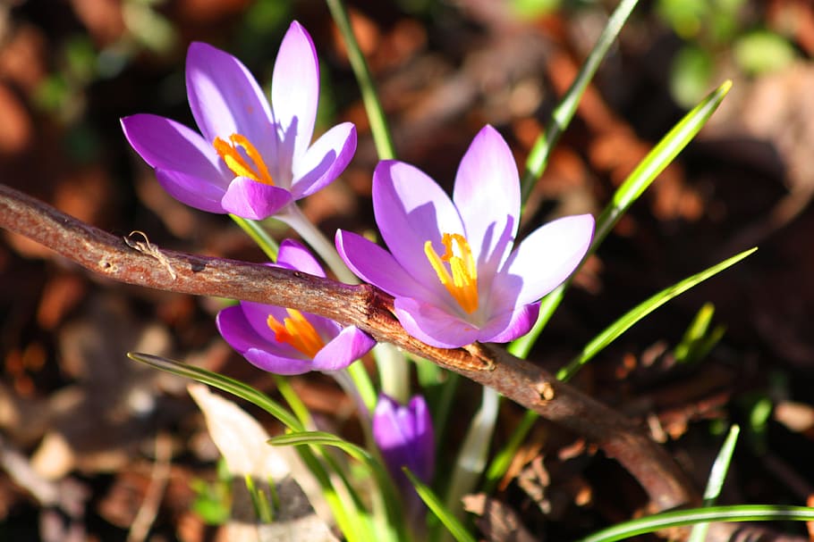 crocus, purple, spring, flowers, bloom, plant, nature, spring flower HD wallpaper