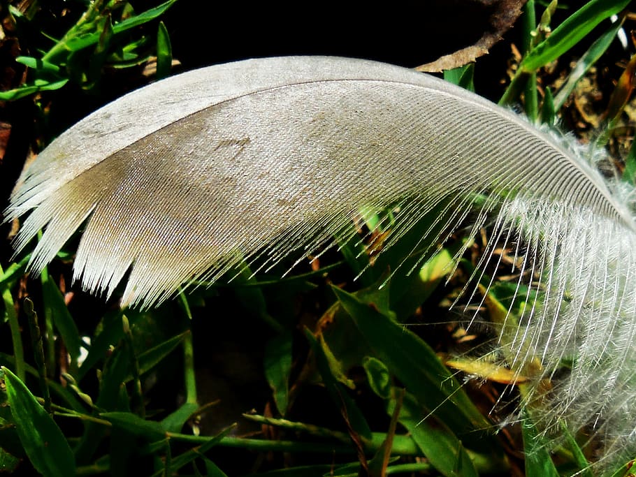 feather, delicate, soft, white, light, bird, fluffy, macro HD wallpaper