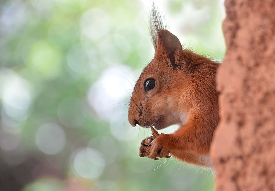 fauna, squirrel, nature, roux, animal themes, mammal, rodent HD wallpaper