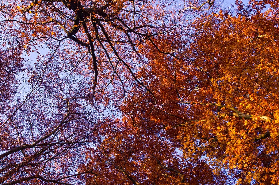 HD wallpaper: autumn, tree, leaves, aesthetic, golden autumn, fall