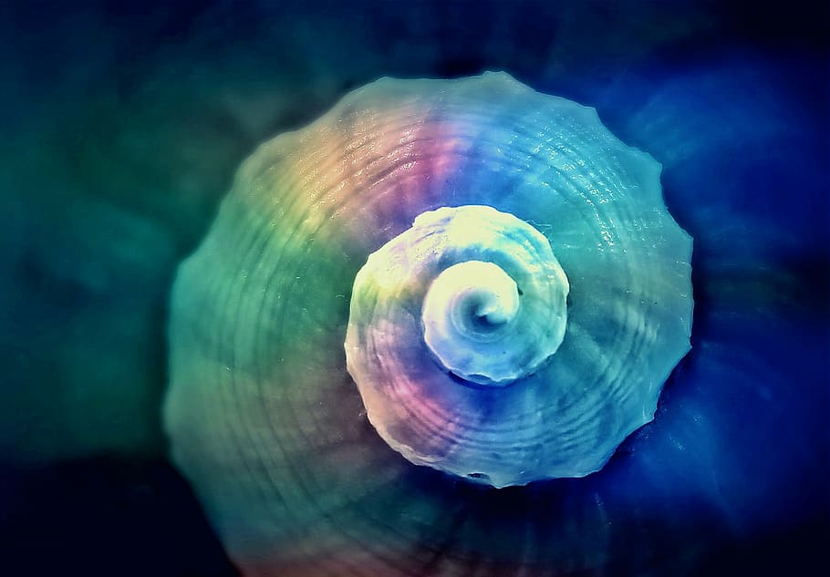 nautilus shell, snail, spiral, snail shell, meeresbewohner, maritime, HD wallpaper