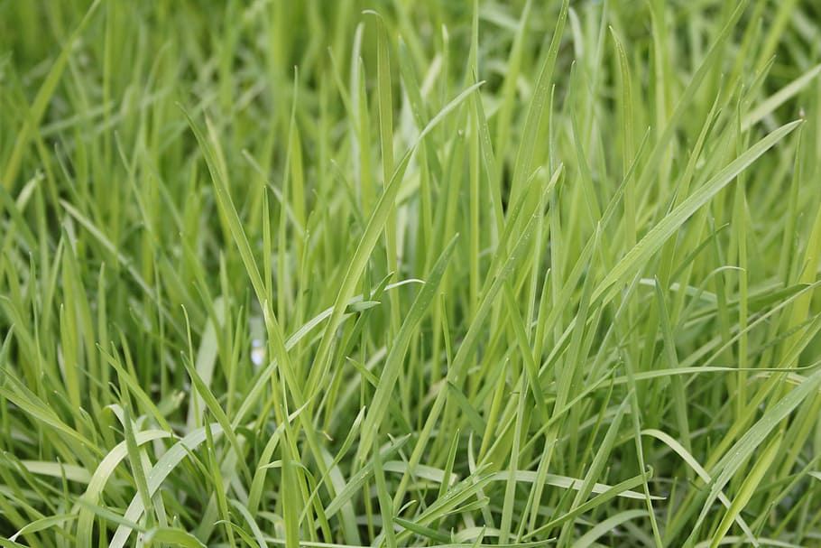 Grass, Green, Fresh, Spring, Green, Green Grass, nature, plant HD wallpaper