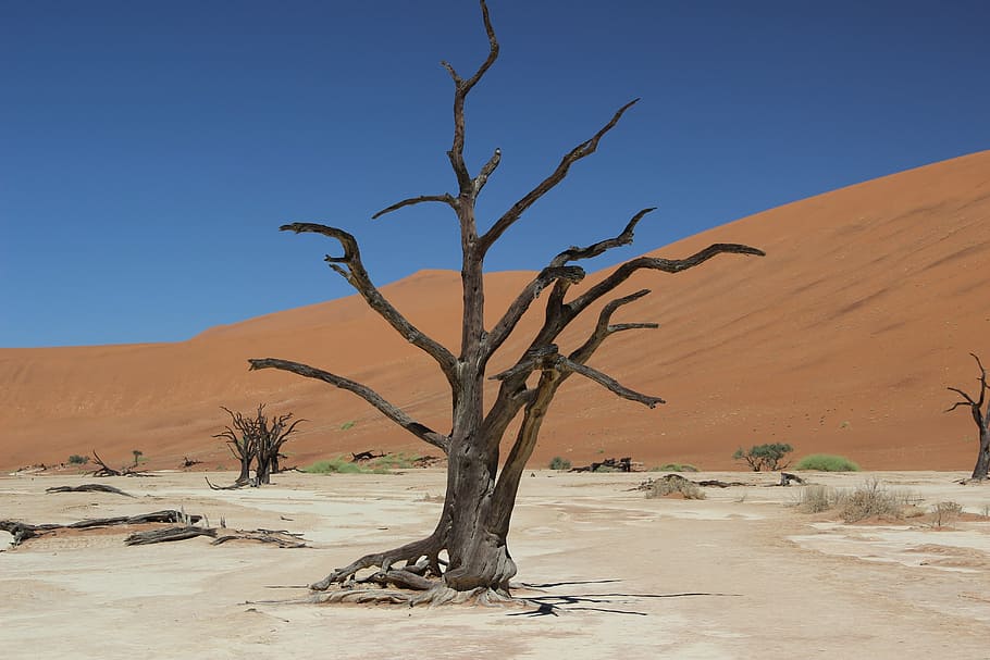 namibia, desert, sand, africa, tree, sossusvlei, environment, HD wallpaper