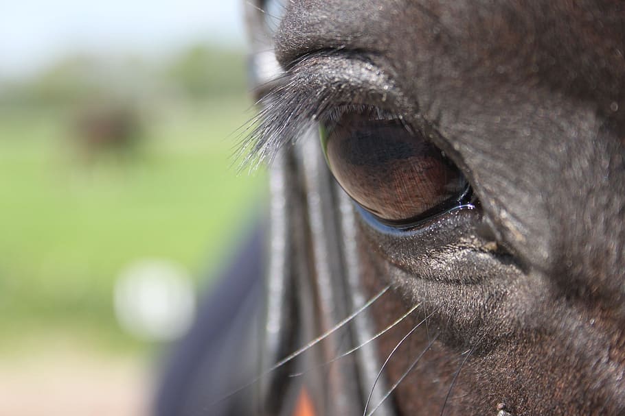 paardenoog, horse, pony, eyelashes, brown, eye socket, animal, HD wallpaper