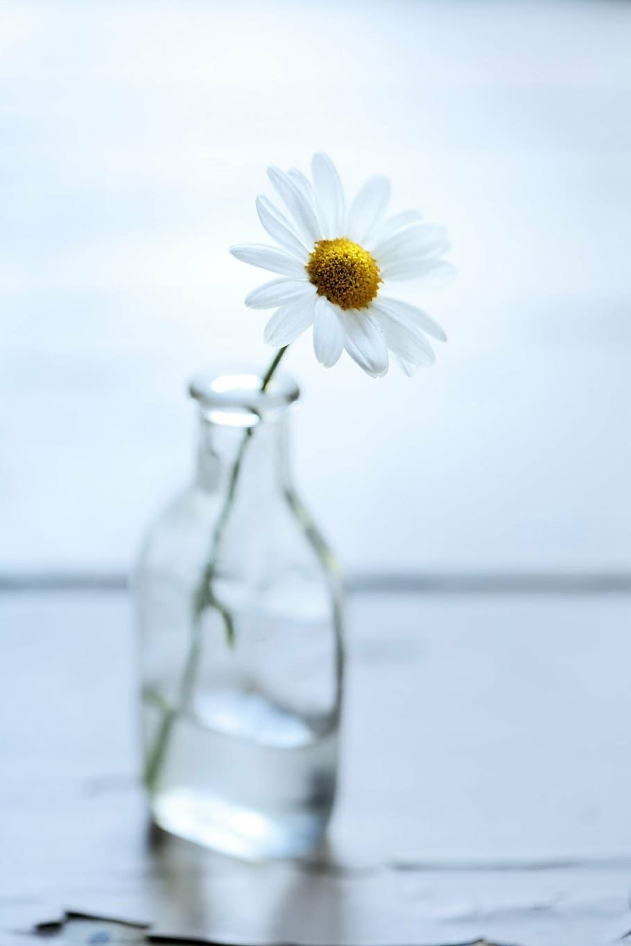 white daisy flower in glass bottle, nobody, object, objects HD wallpaper