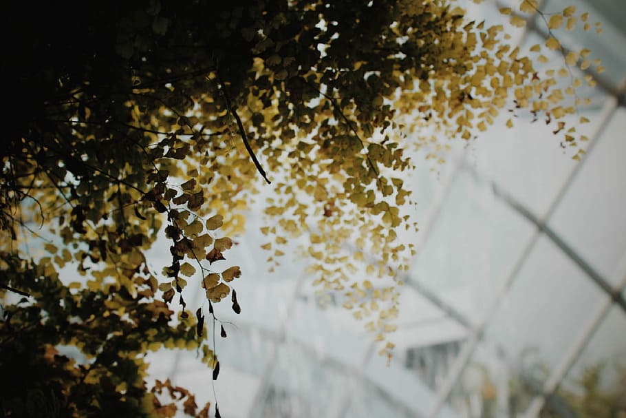 focus photography of green leaf plant, shallow focus photography of yellow leaves HD wallpaper
