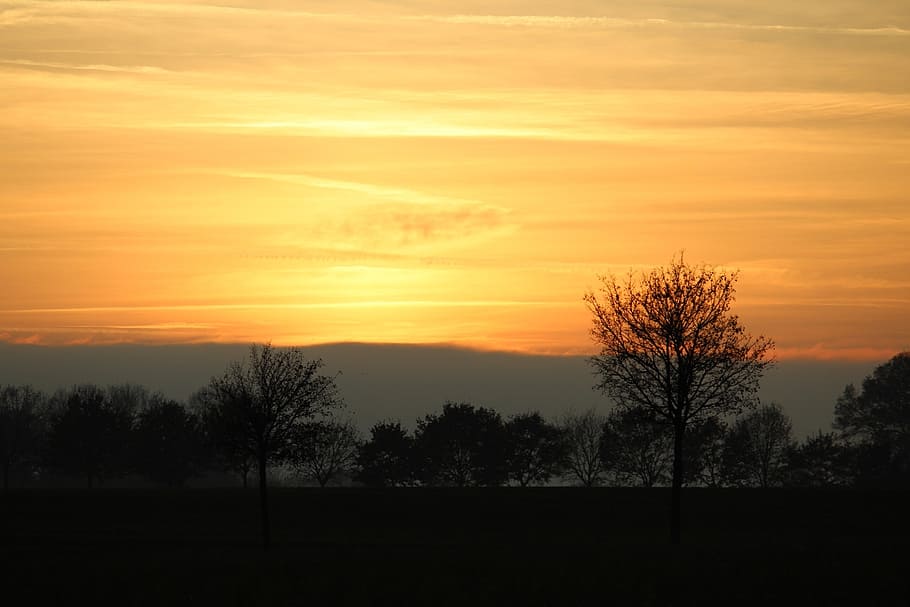 nature, sun, sky, sunset, plant, back light, sunshine, bright HD wallpaper