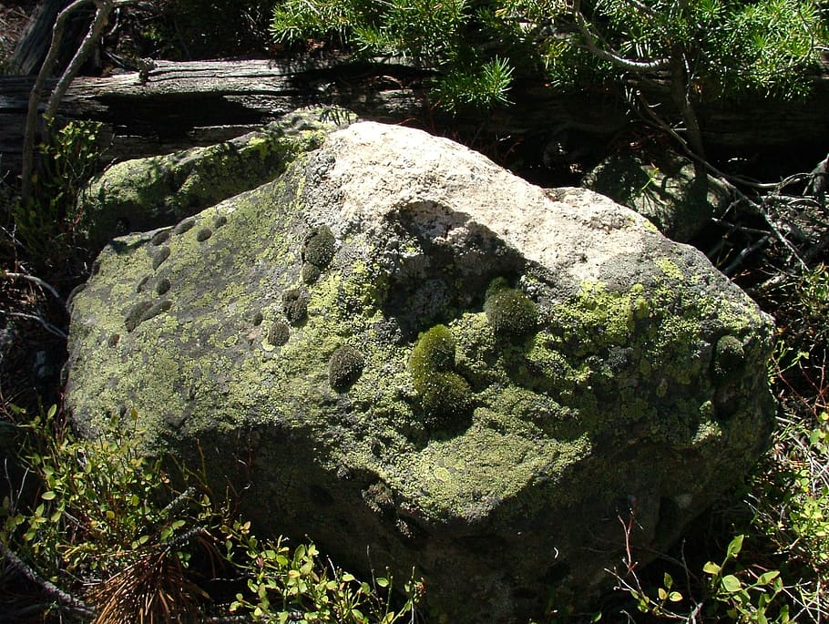 moss, rock, lichen, mold, boulder, nature, outdoors, plant HD wallpaper