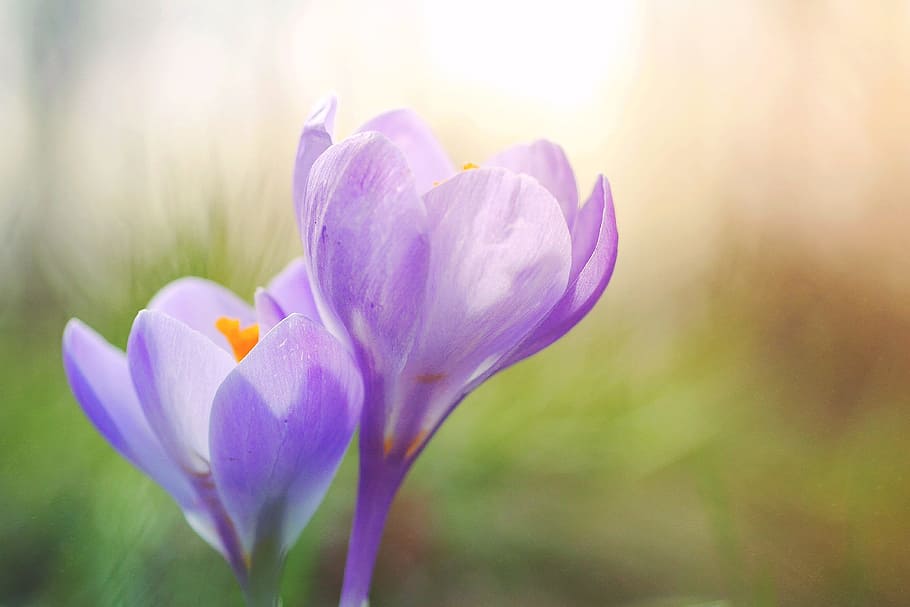 selective focus of two purple petaled flowers, crocus, violet HD wallpaper
