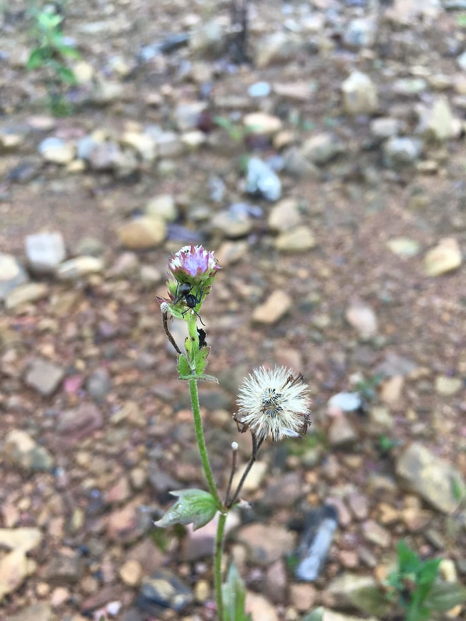 ant, dandelion, close-up, flower, flowering plant, freshness HD wallpaper