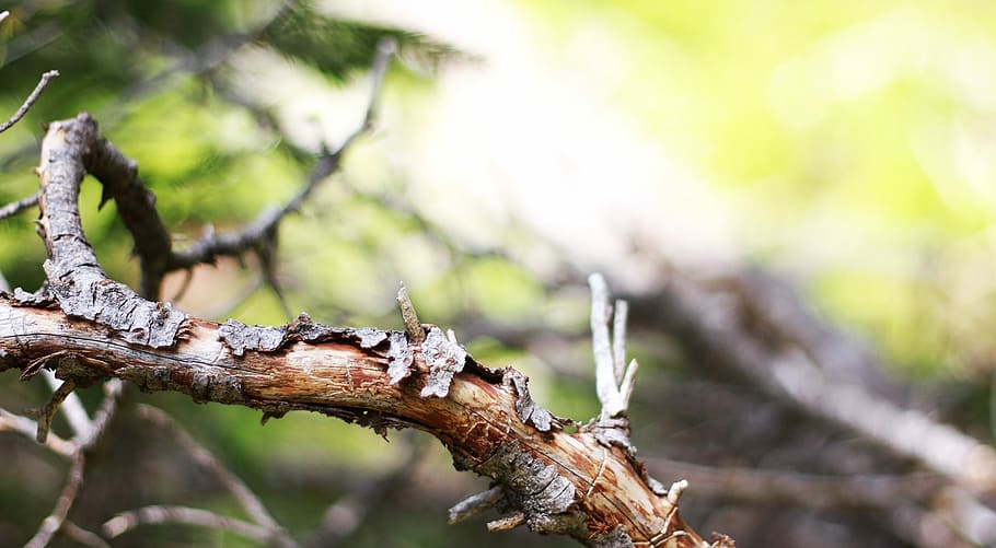 Branch, Tree, Nature, Branches, environment, focus on foreground HD wallpaper