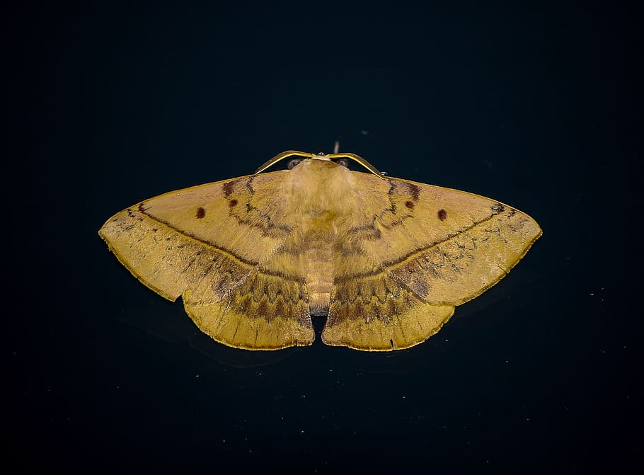 Moth, Insect, Cream, Brown, large, pattern, wild, wing, night HD wallpaper
