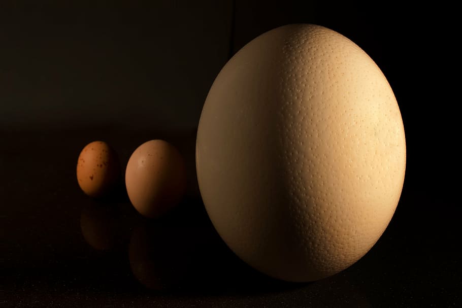 egg, macro, food, close, egg box, live, birth, art, animal egg HD wallpaper