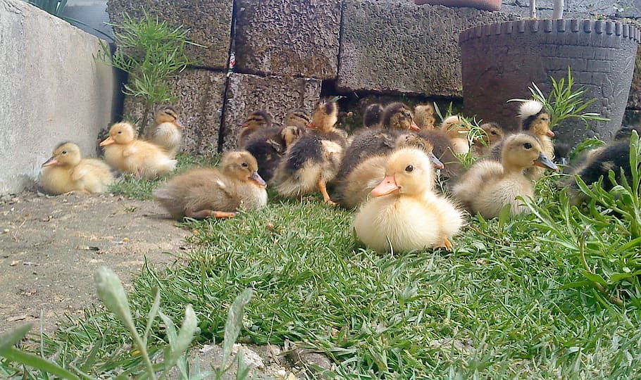 flock of ducklings on grass, chicks, young, baby, birds, babies HD wallpaper