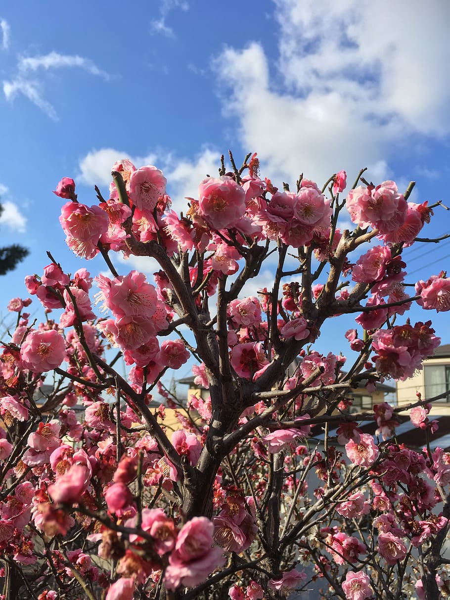 flowers, cherry, blue sky, spring, natural, plant, wood, flowering plant HD wallpaper