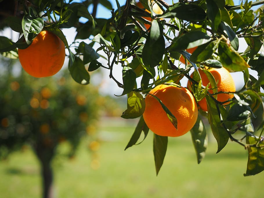 focus photography of orange fruit, oranges, fruits, citrus fruits