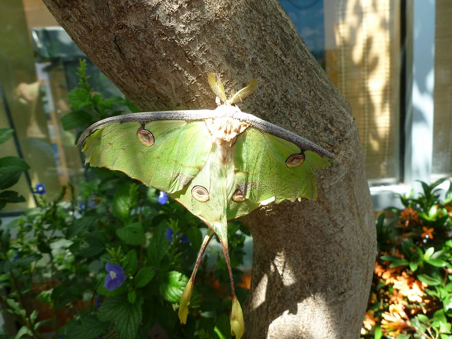 Moth Png Hd  Luna Moth White Background Transparent PNG  600x327  Free  Download on NicePNG