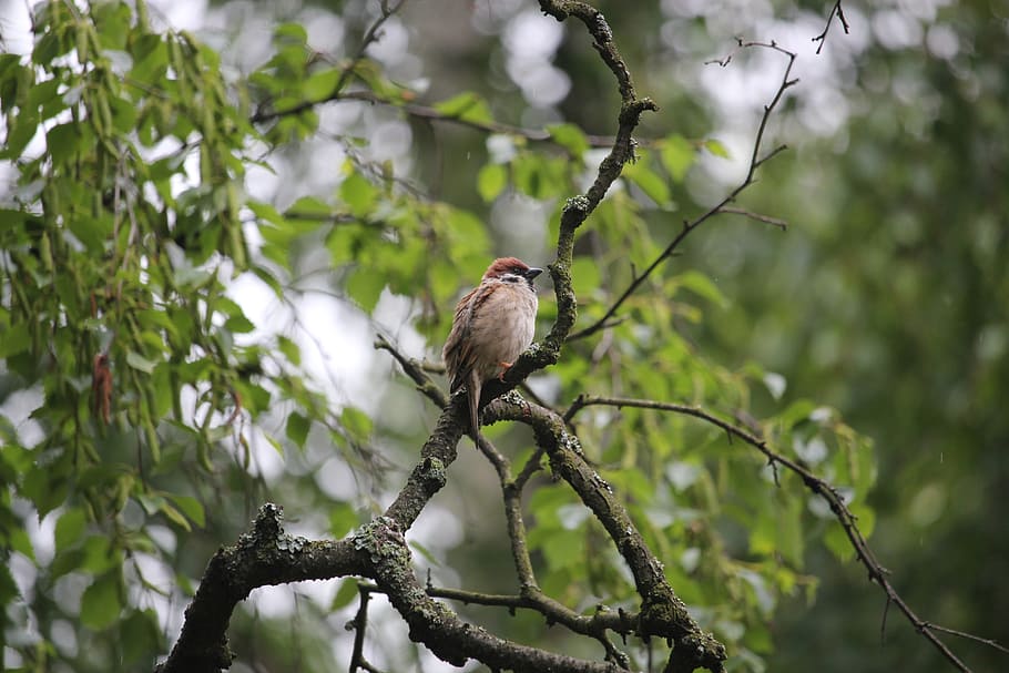tree sparrow, bird, nature, oslo, wildlife, branch, wing, animals in the wild HD wallpaper