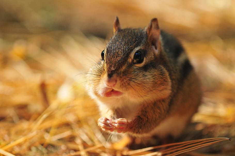 close-up photo of grey and white rodent on brown leaves, chipmunk HD wallpaper