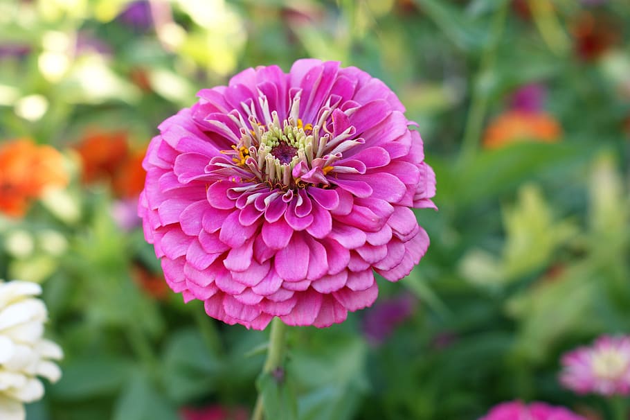 Flower, Garden, Bloom, growth, nature, focus on foreground HD wallpaper