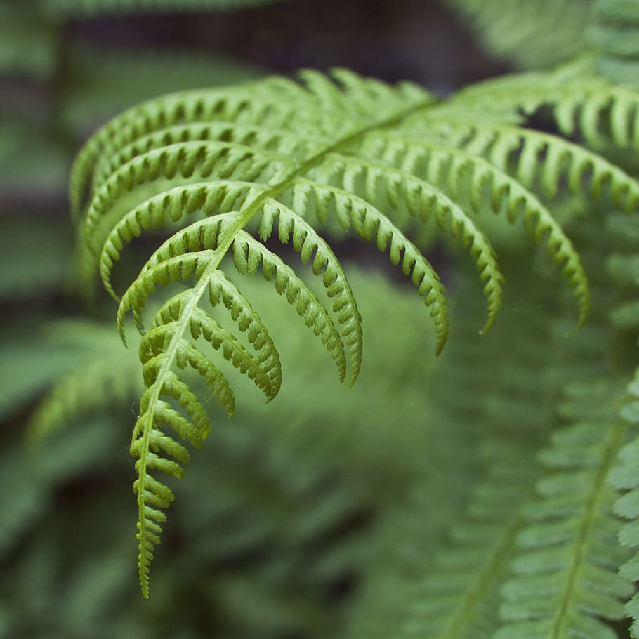 fern, leaves, plan, green, ecology, environment, background HD wallpaper