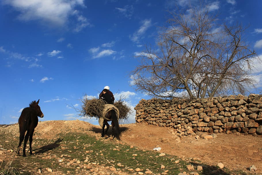 Donkey, Mule, Load, Stone Wall, Wall, Cloud, nature, turkey HD wallpaper