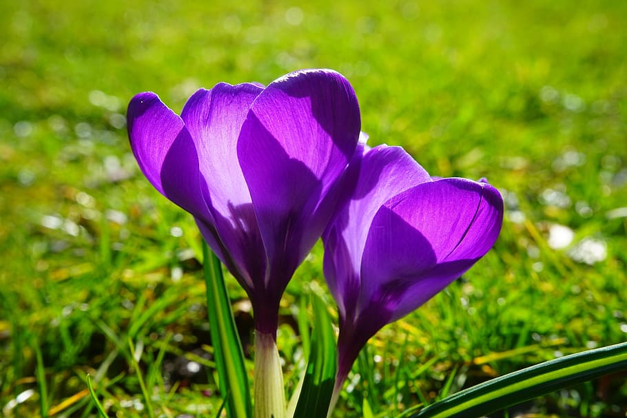 crocus, flower, spring, bühen, purple, blossom, bloom, spring flower HD wallpaper