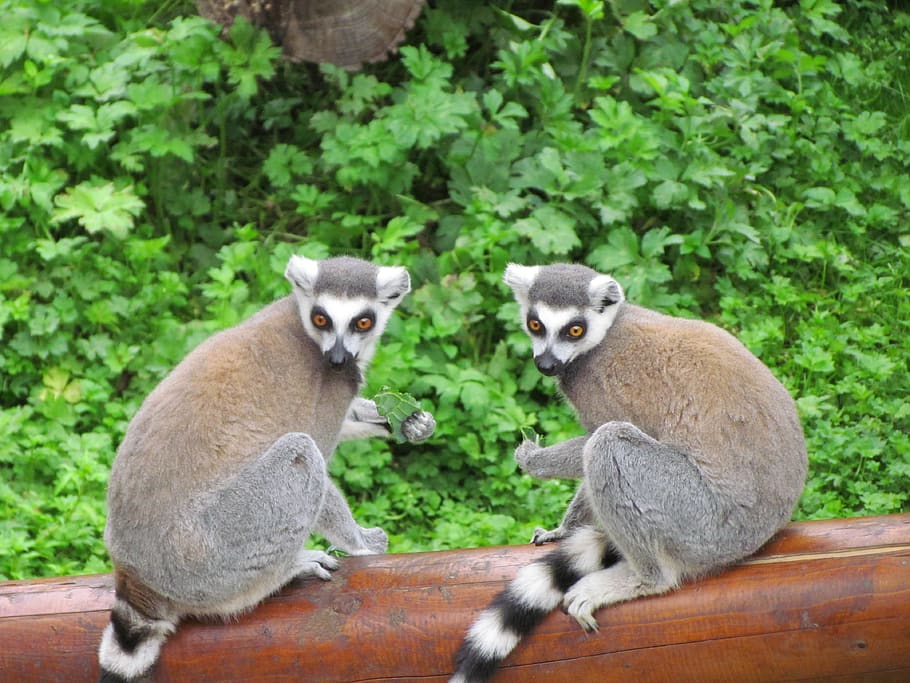 lemar, post, zoo, animal themes, mammal, group of animals, animal wildlife HD wallpaper
