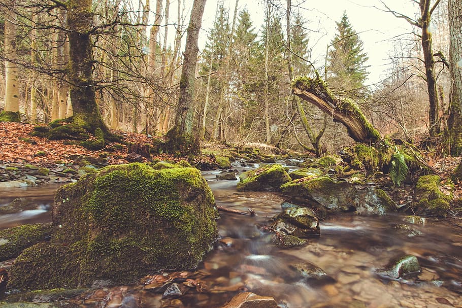 bach, river, source, nature, forest, local recreation, landscape HD wallpaper