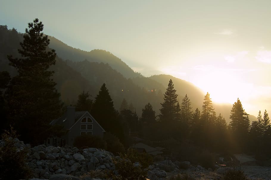green pine trees, forest falls, ca, nature, sunset, landscape HD wallpaper