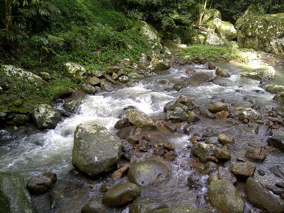 stream, creek, flowing, landscape, nature, water, numinbah valley queensland HD wallpaper