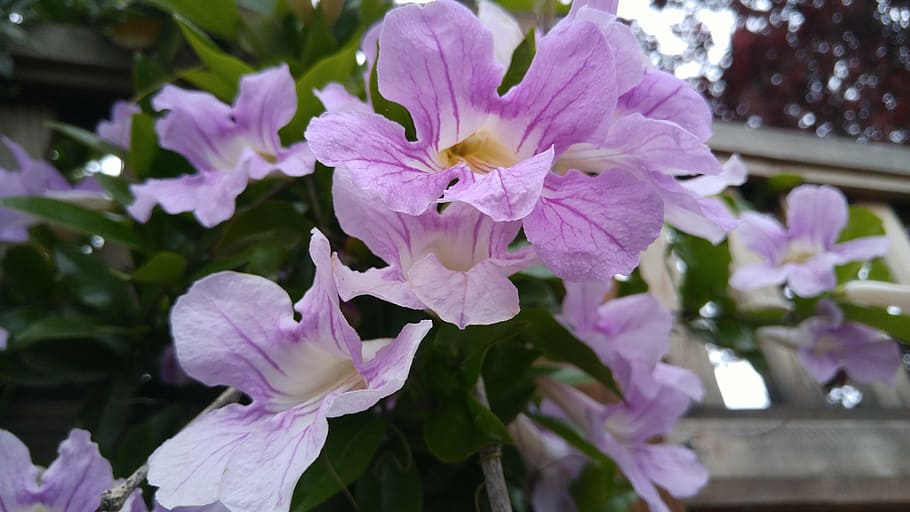 flower, violet, tree, ball, flowering plant, vulnerability HD wallpaper