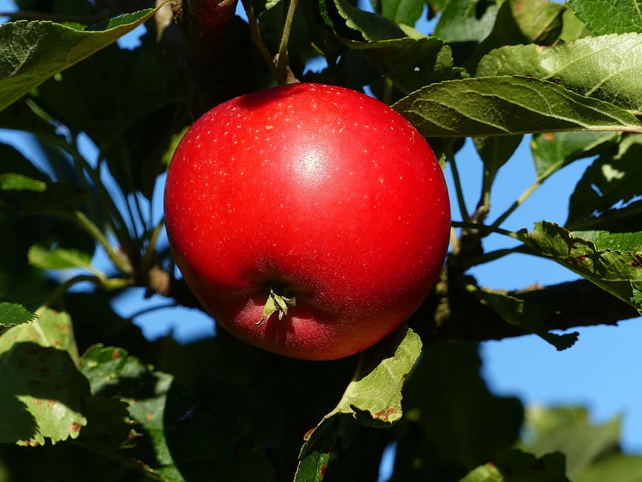 apple, red, fruit, tree, leaf, colors, green, autumn, garden HD wallpaper